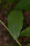 Kentuckey lady's slipper